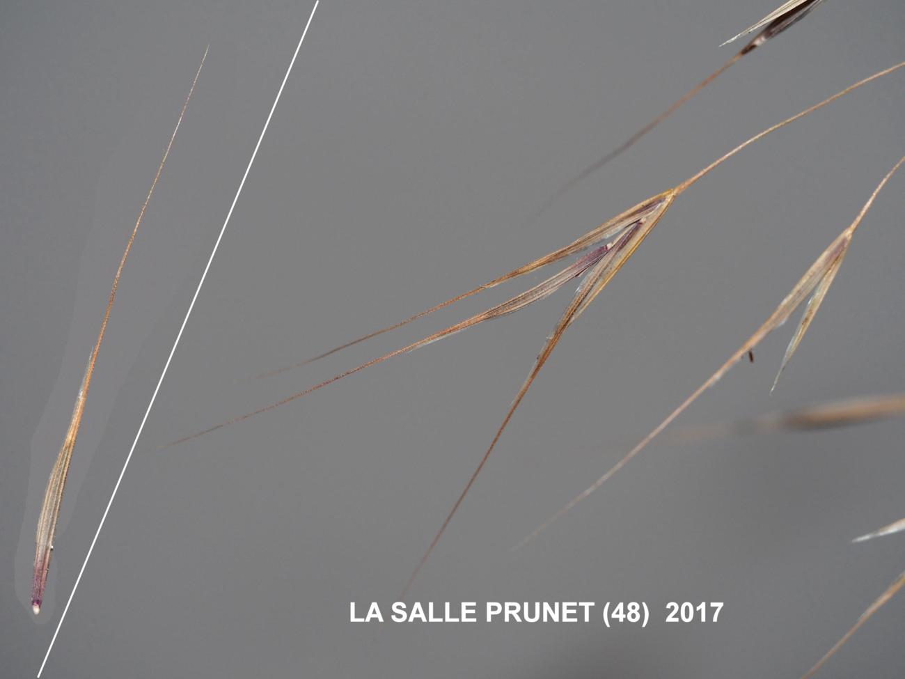 Brome, Barren fruit